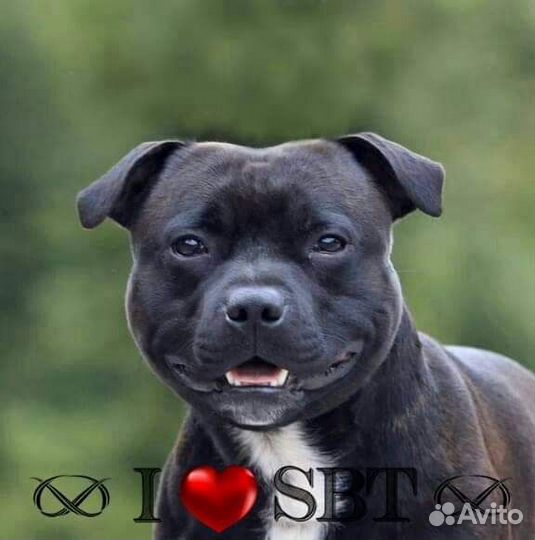 Вязка Стаффордширский бультерьер