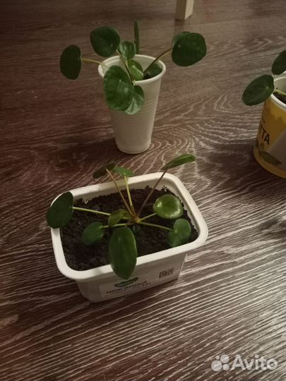 Пилея пеперомиевидная