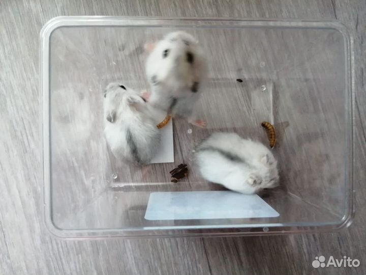 Джунгарский хомяк