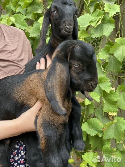 Коза и козлята англо-нубийские/шами