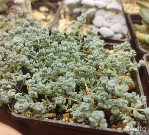 Суккуленты: Sedum dasyphyllum