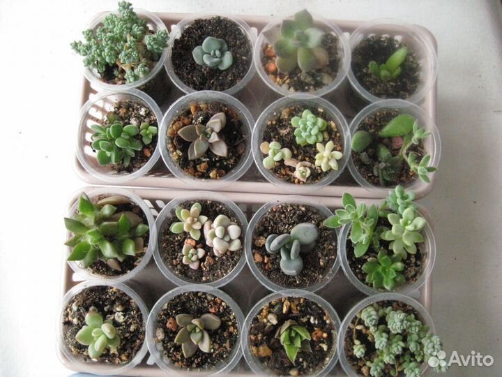 Суккуленты в правильном рыхлом грунте