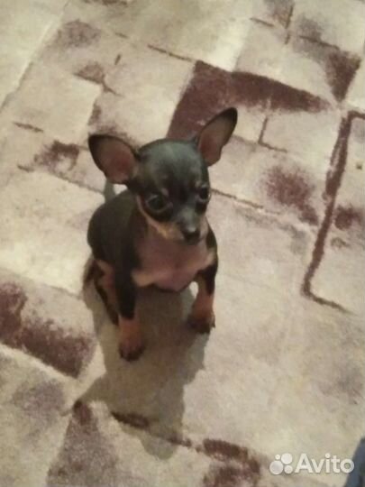 Мини той-терьер щенки