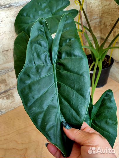 Алоказии взрослые с фото