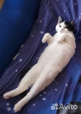 Котята в добрые руки бесплатно