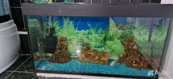 Аквариум