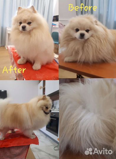 Грумер на дом, стрижка, вычес, тримминг