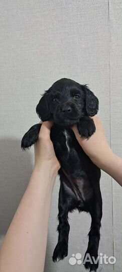 Щенки русского спаниеля