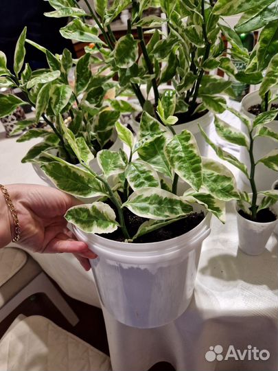 Педилантус