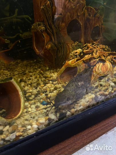 Сом таракатум