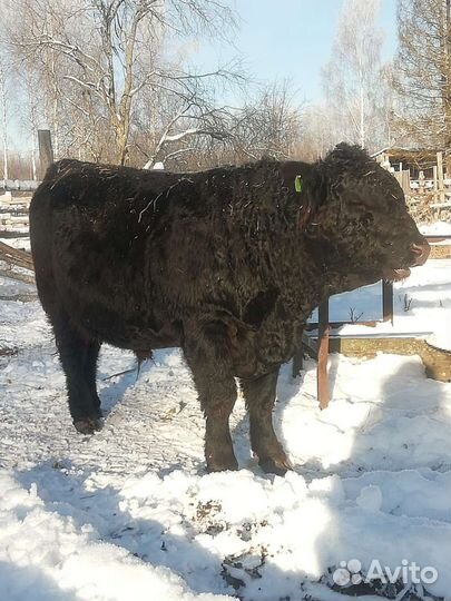 Бык /Нетель Галловей