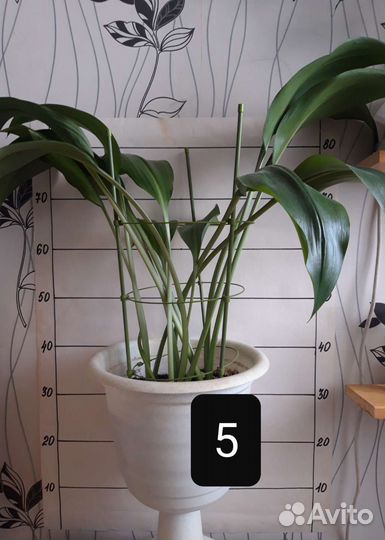 Комнатные цветы