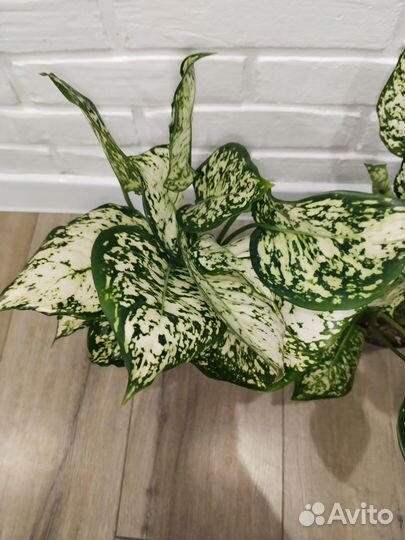 Аглаонема ферст даймонд комнатные растения цветы