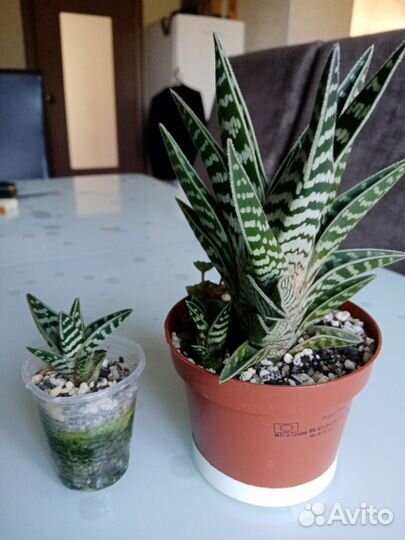 Алое полосатое