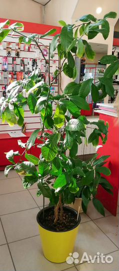 Лимонное дерево комнатное