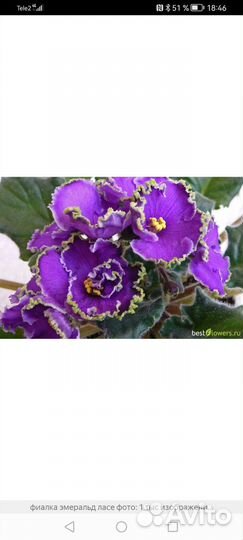 Детки и листики сортовых фиалок