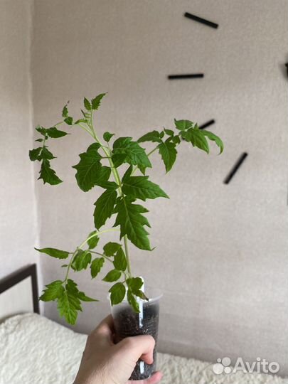 Рассада томатов 