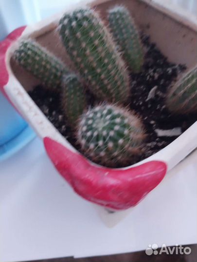 Кактус цветущий и не цветущий