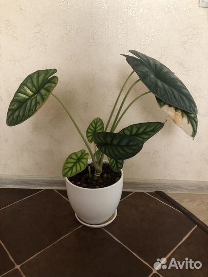 Алоказия шкура дракона