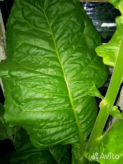 Рассада табака курительного