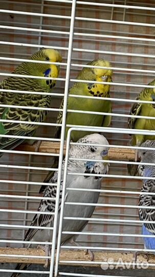 Волнистые попугаи полуЧехи
