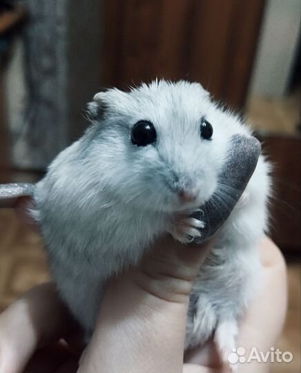 Джунгарский хомяк