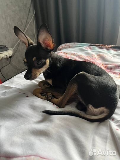 Мини Той-терьер