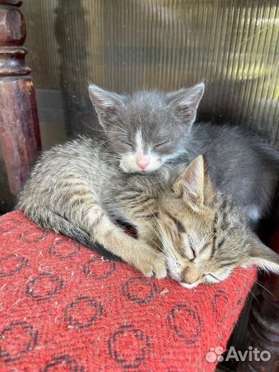 Котята
