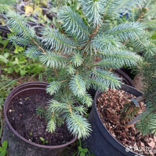 Саженцы Ели Супер блю