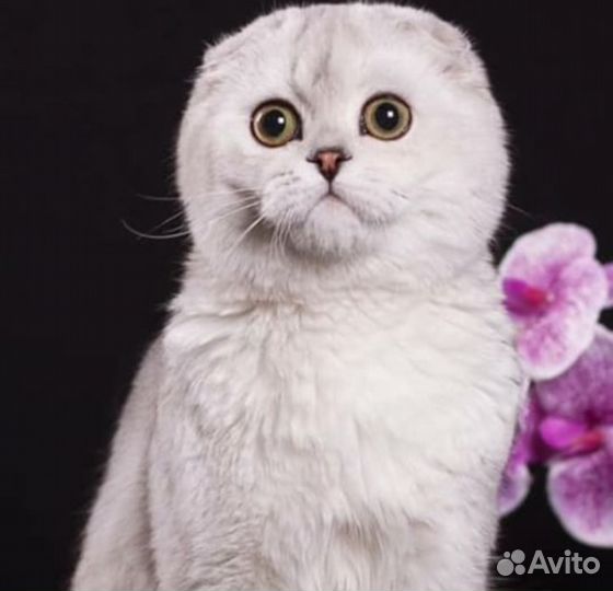 Кошки