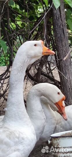 Гуси порода Линда