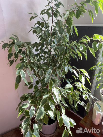Фикус бенджамина