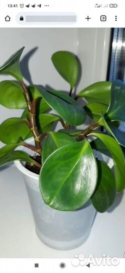 Пеперомия изумрудная