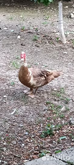 Селезень индоутки