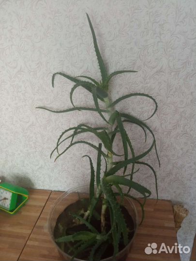 Алоэ