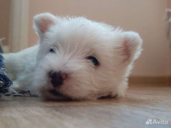 Щенок вестхайленд