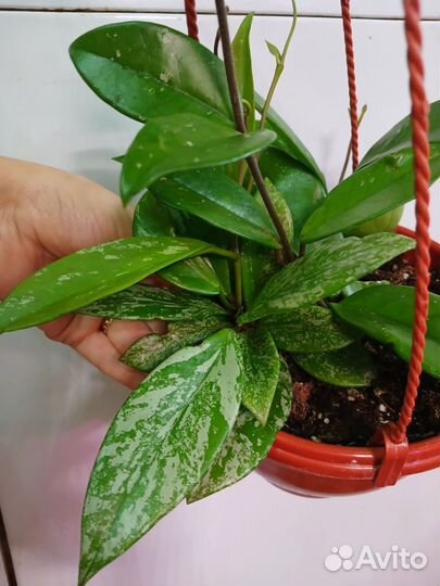 Хойя публикалис сильвер в кашпо