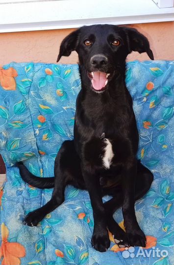 Щенки в дар Волгоград