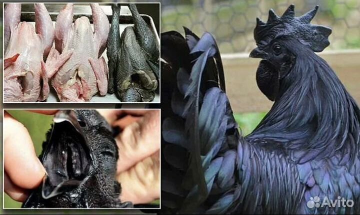 Яйца на инкубацию черных кур Ухейилюй