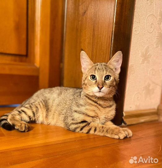 Чаузи ф1 кошечка