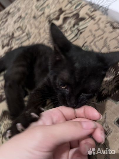 Котенок Batman :)