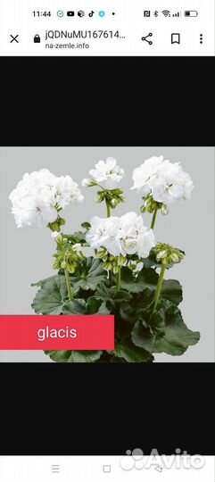 Пеларгония герань