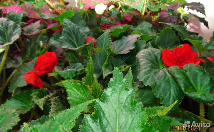 Рассада бегонии