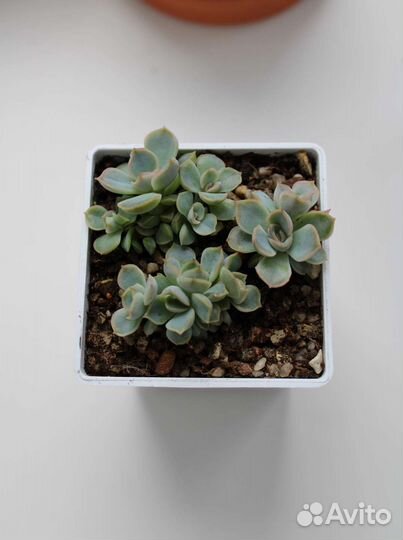 Суккуленты