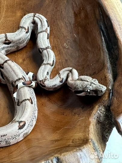 Императорский удав