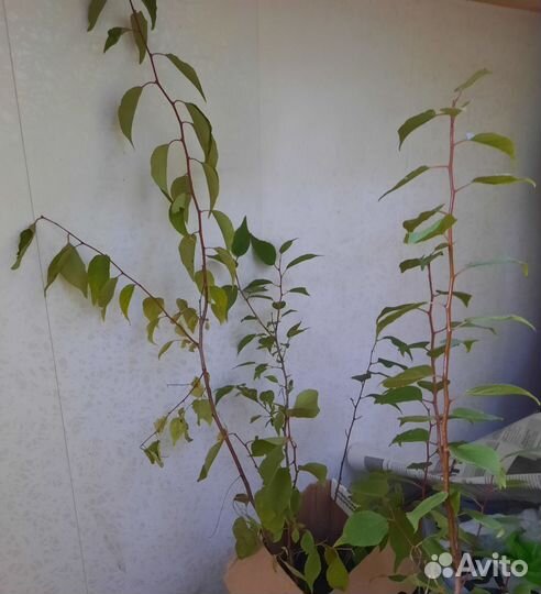 Саженцы абрикос