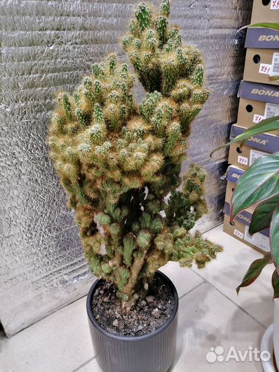 Диффенбахия, цереус