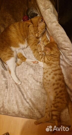 Кошка (и) котенок ищут дом