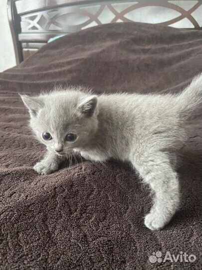 Котята бронь