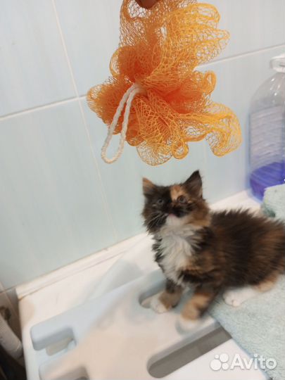 Сибирские котята